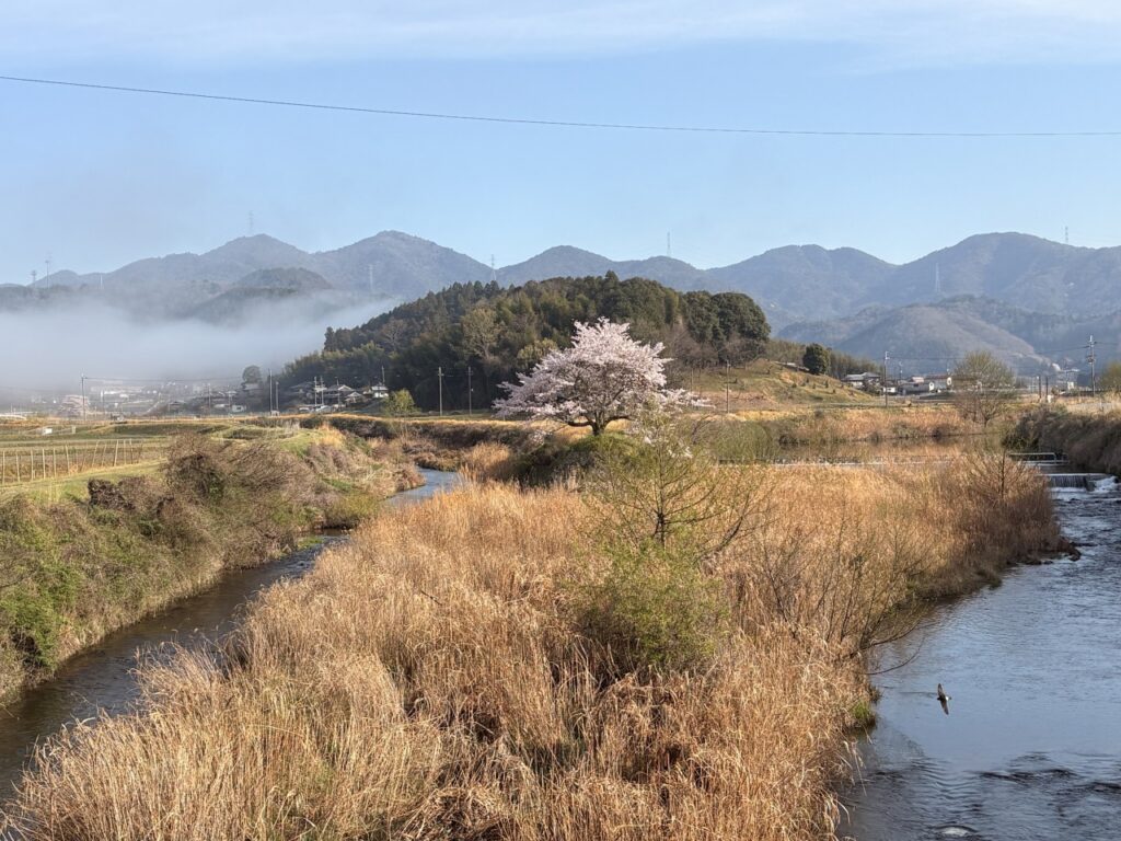 春の写真