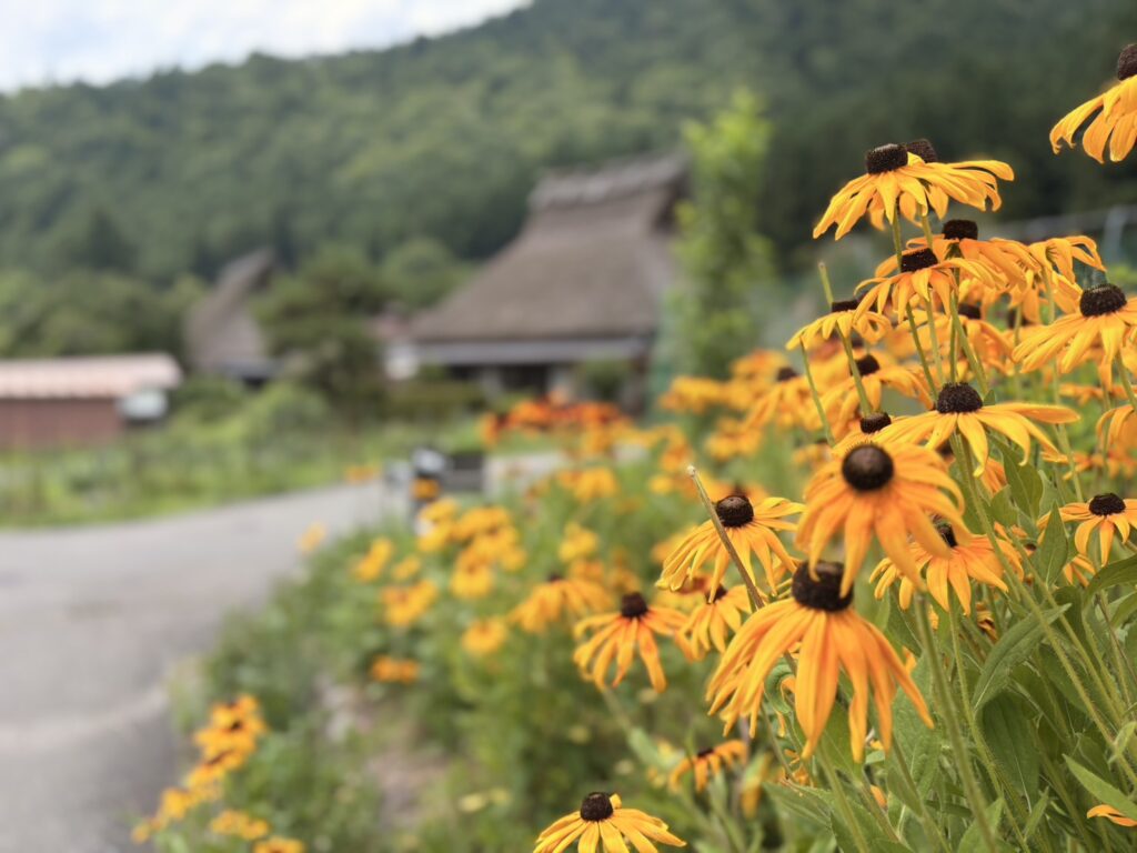 夏の写真